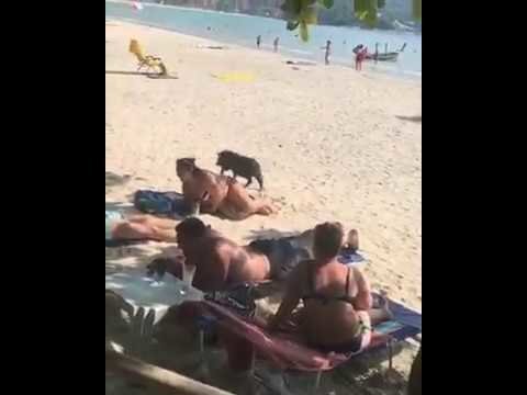Отдыхающий кабан проверяет обстановку на пляже