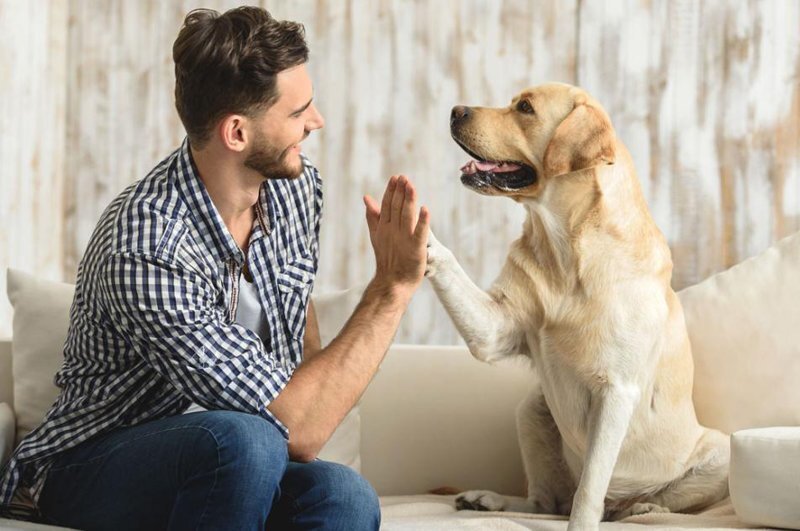 15 собак, которые покажут, что такое настоящая любовь и забота