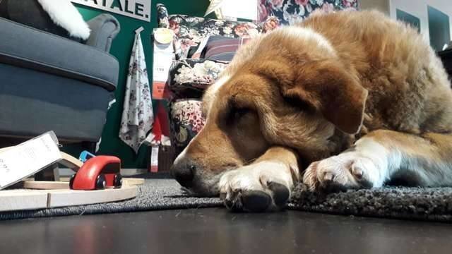 IKEA разрешила бездомным собакам "зимовать" в своих магазинах