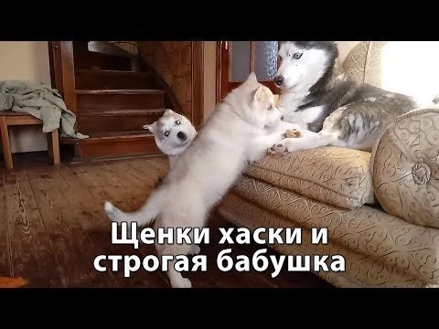 Щенки хаски и строгая бабушка