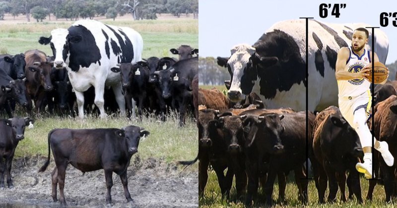 Двухметровая корова из Австралии стала звездой интернета