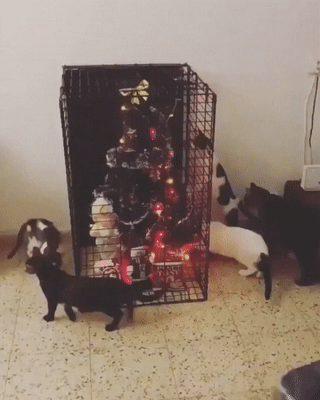 Как обезопасить новогоднюю елку от домашних питомцев