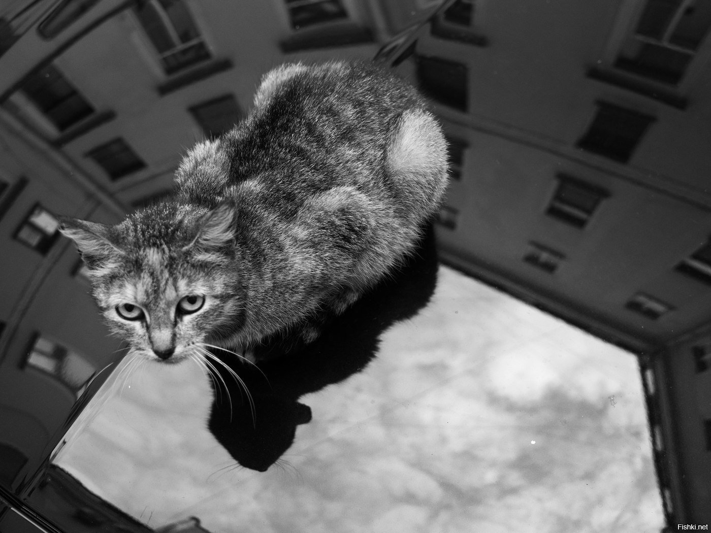 На капоте котэ