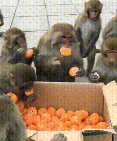 По два в одни руки