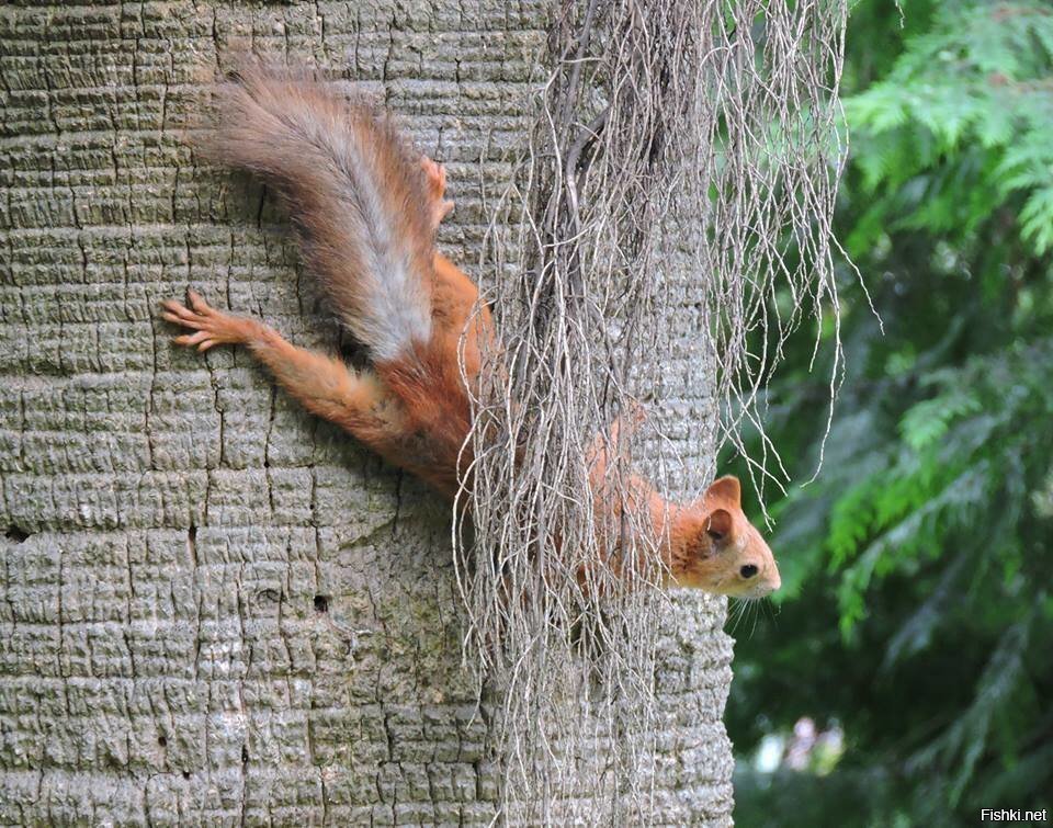 Маскировка