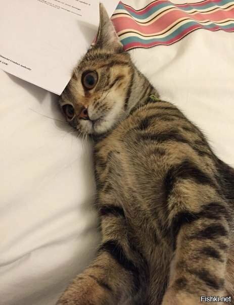 Все было хорошо, и вдруг — Бах