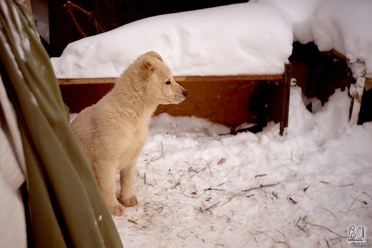 Первая зима