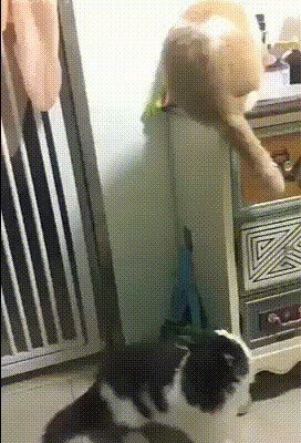 Западло кошачье