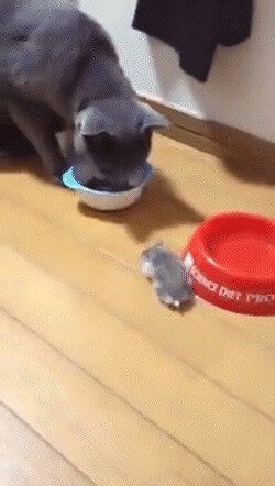 Всё, котяра, обед окончен