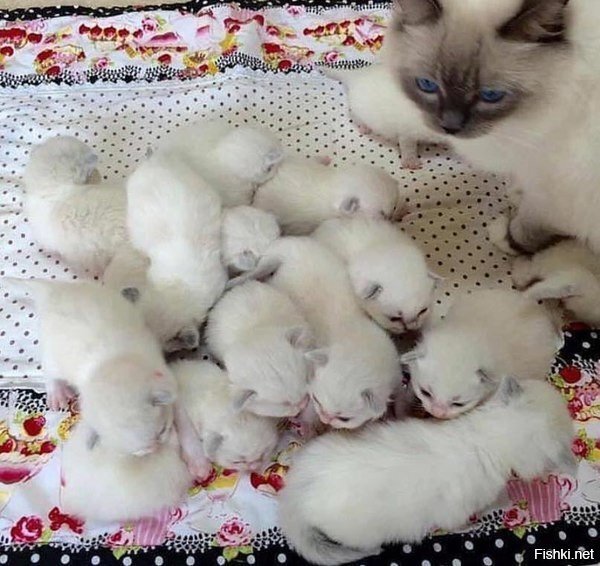 Я 15 насчитал,мелких