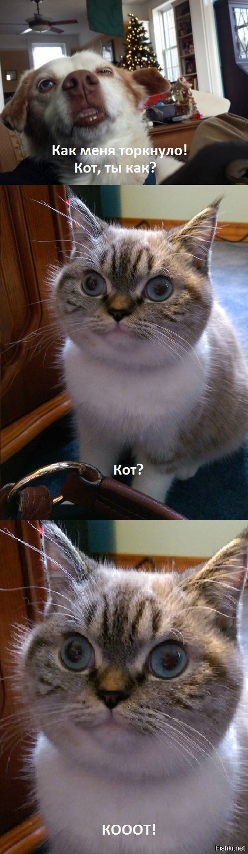 Сейчас кот недоступен,он торкнут