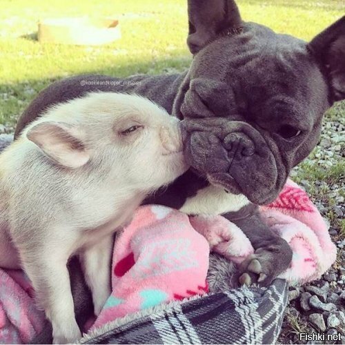 Дальние родственники))