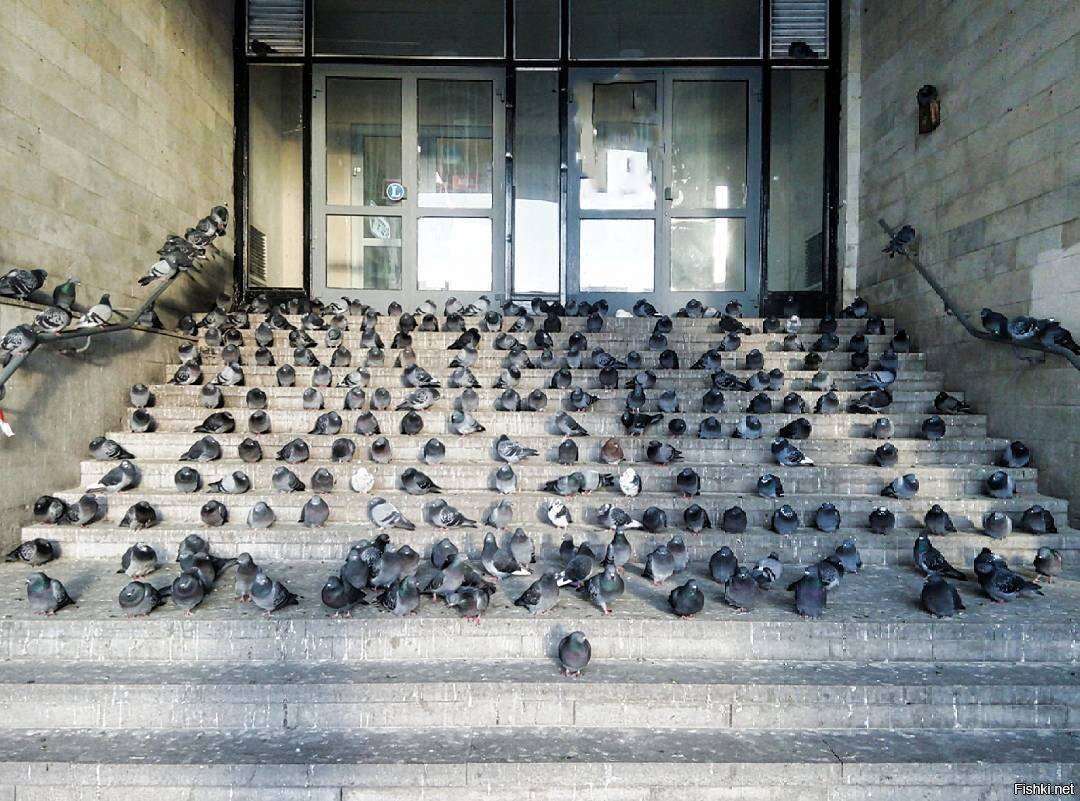 Голубиные посиделки у Новосмоленской набережной