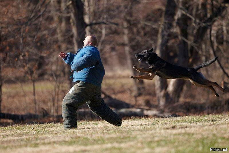 Пес Барбос и необычный кросс