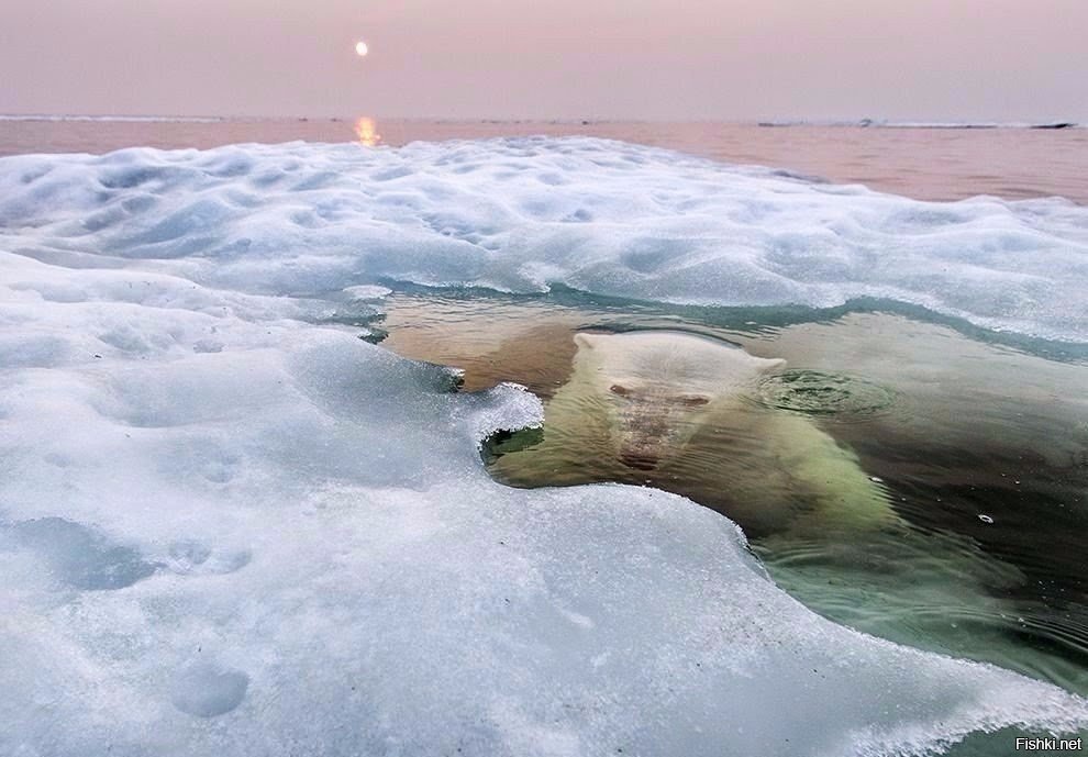 Северный водяной