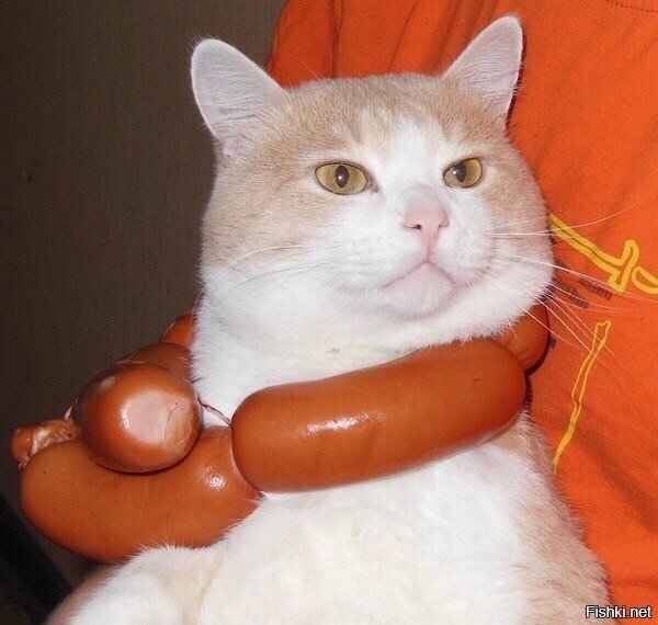 - Так хозяйка, что у нас на ужин