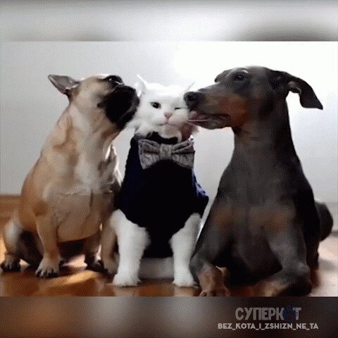 - Как они меня достали