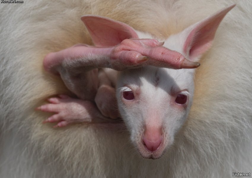 Это задняя нога если чо