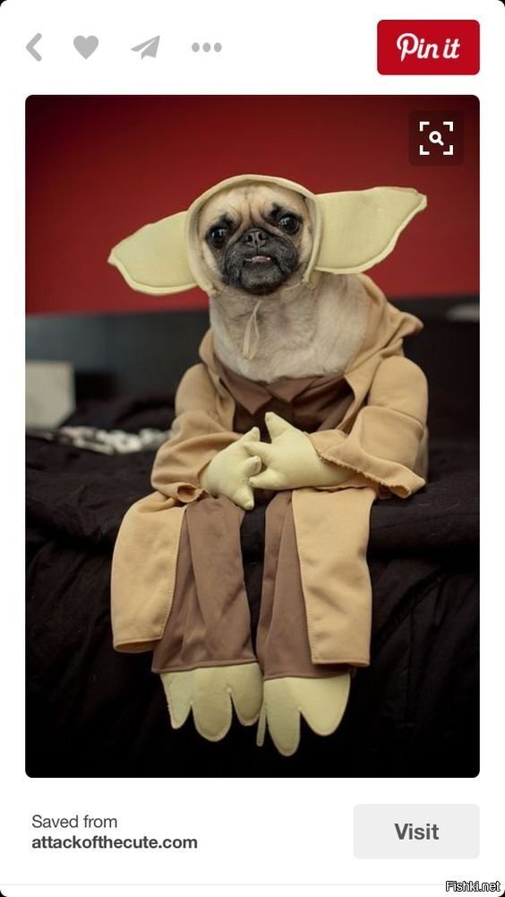 тут кошачий косплей был на днях