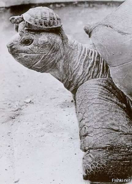 Гоу в зоопарк БАТЯ