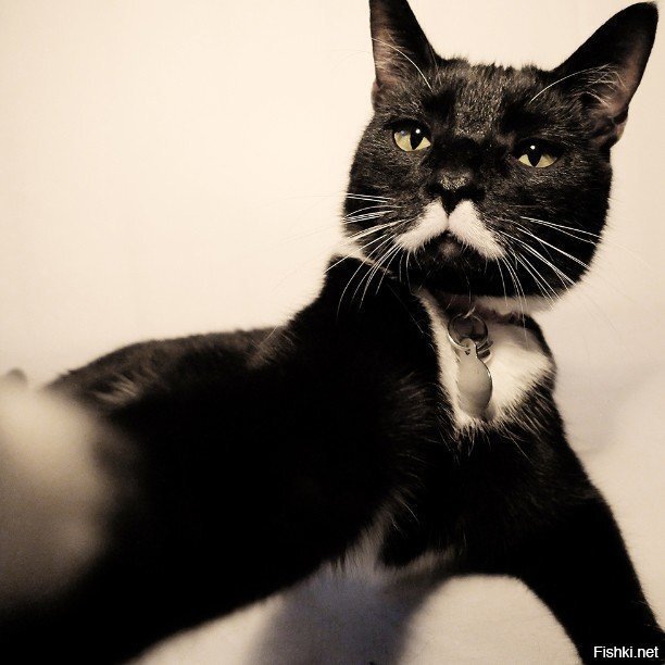 Мяосиф Сталин (Meow–seph Stalin)