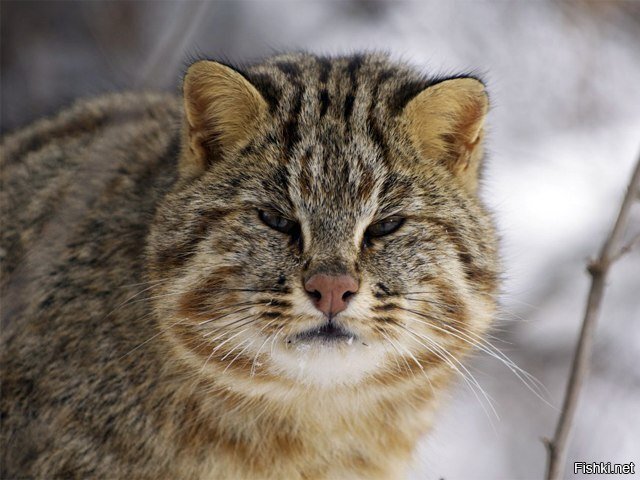 дальневосточной лесной