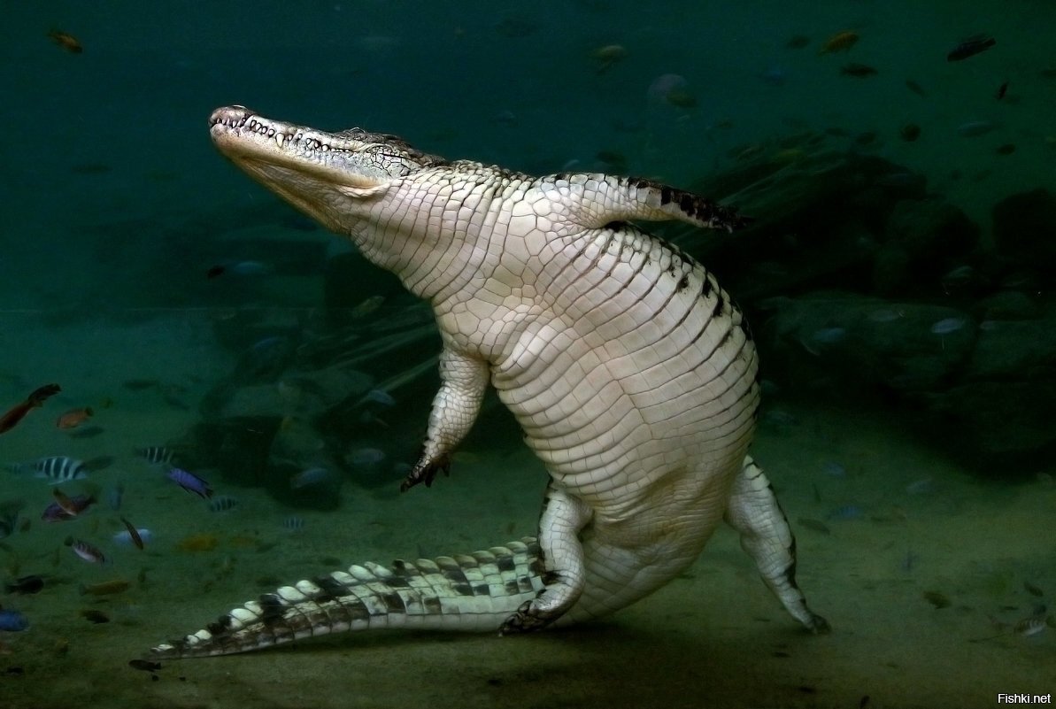 Танцы под водой -ой-ой-ой-ой