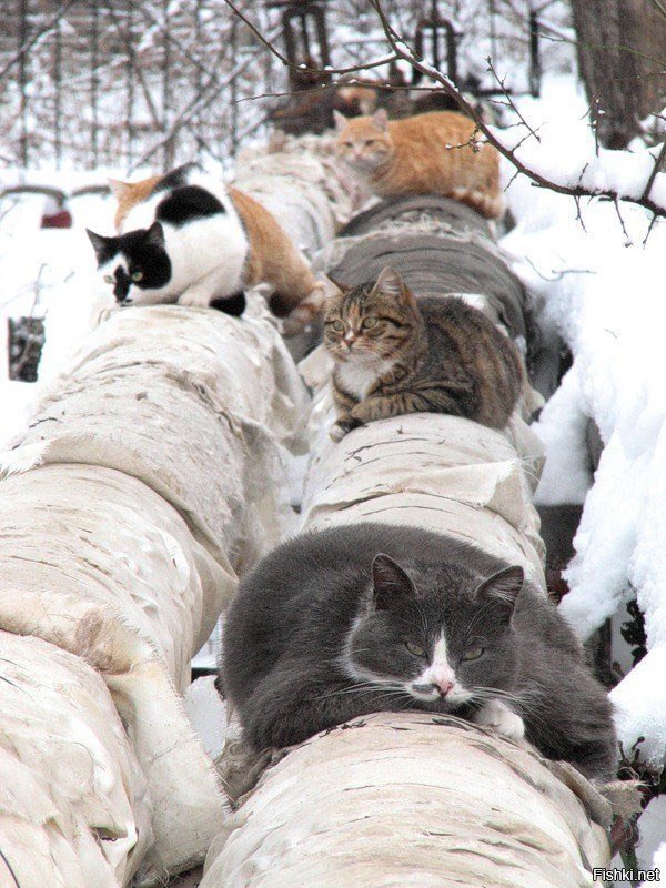 У кошек зимой свои заботы