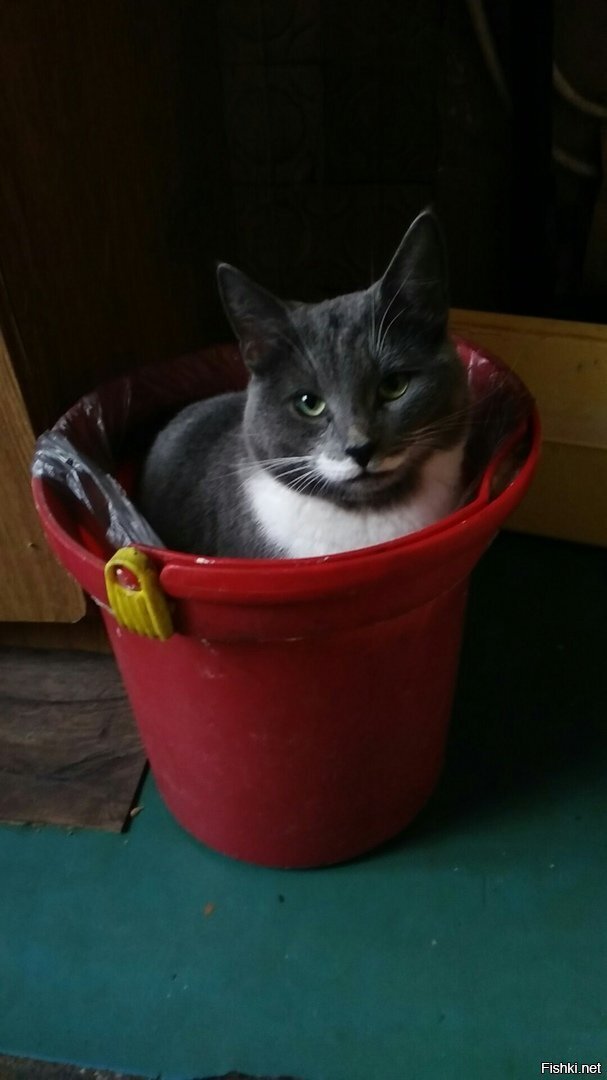 Почто хорошего котейку выбросили