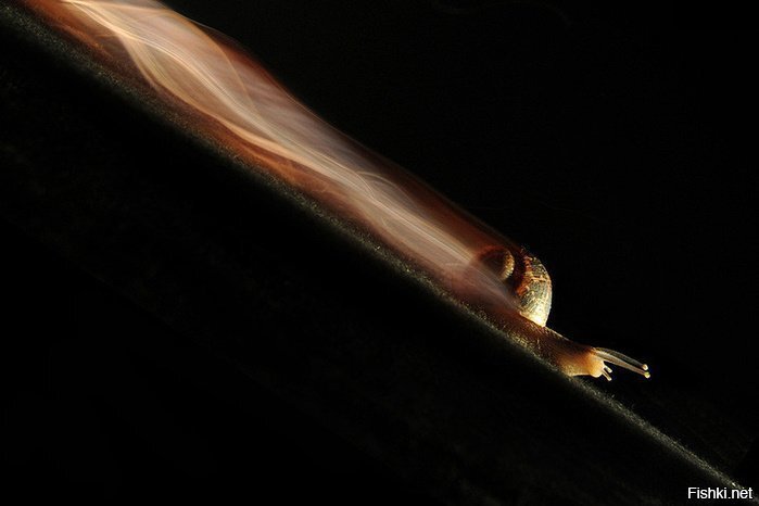 На съёмку кадра этой шустрой бестии у итальянского фотографа Мануэля Кафини у...