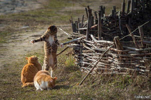 - Вчера воот такую поймал