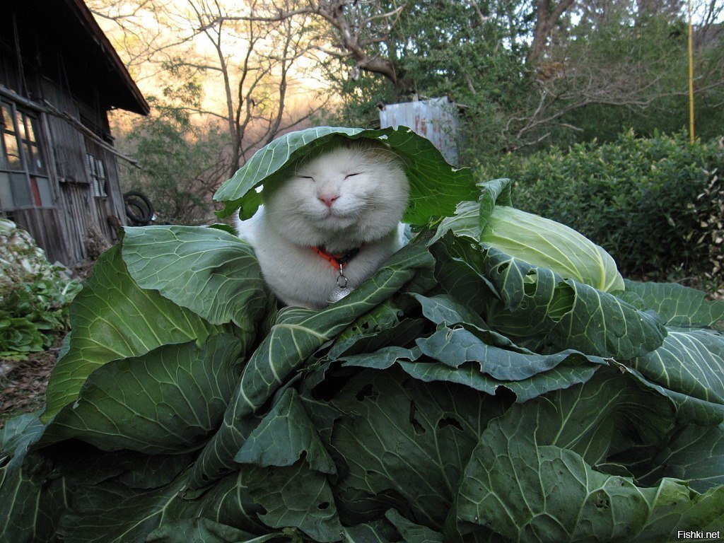 Я Васенька, найдите меня и я буду дитенком