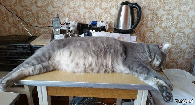 С добрым утром солянка