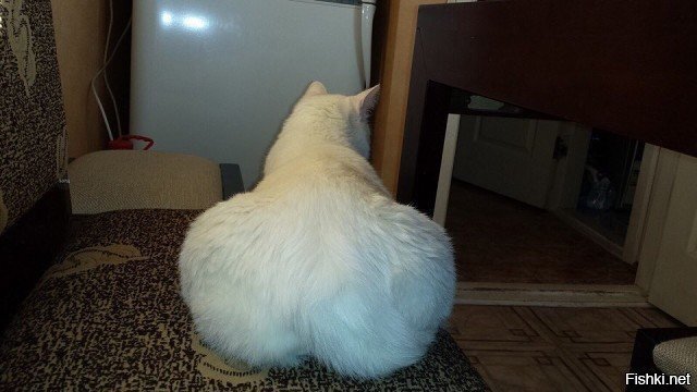 Кошка Кардашьян