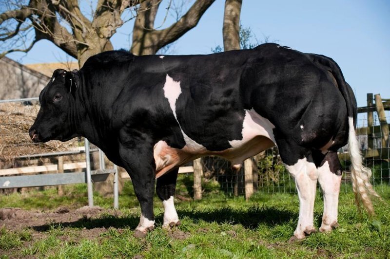 Парнокопытный бодибилдер: внимание Сети привлекла порода быков с аномально развитой мускулатурой
