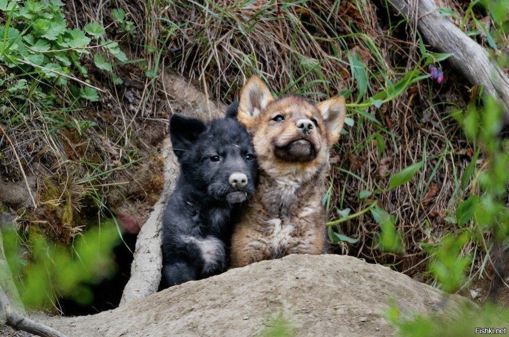 Вдвоем смелее