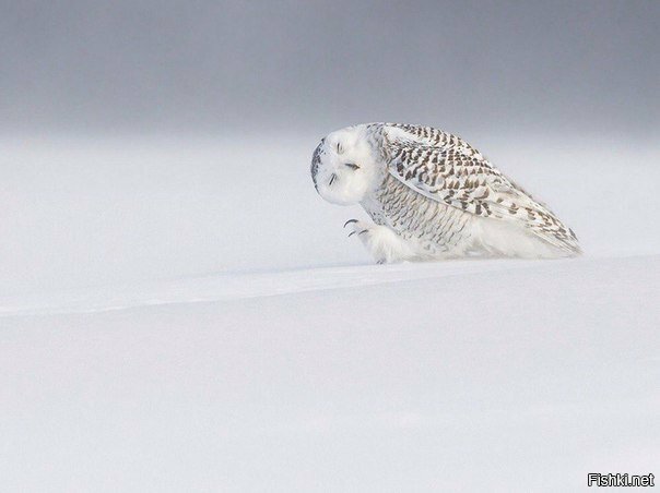 - А мы пойдем на север