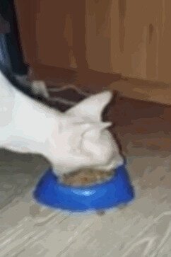 Котэкскаватор