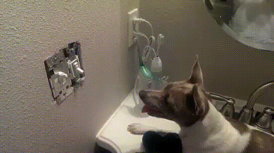 Пойду кота удивлю