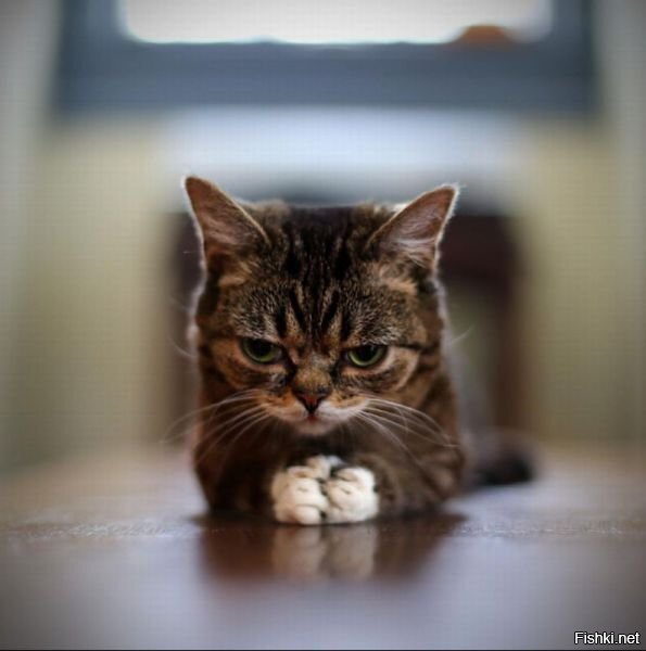 Этот неловкий момент когда твой кот выглядит как злой гений