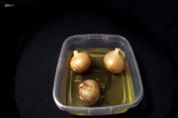 Короткометражный фильм ужасов