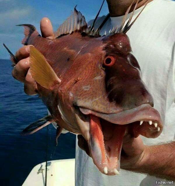 Доброго утра