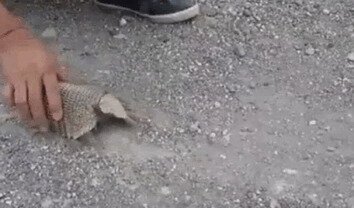 Как пуля быстрый