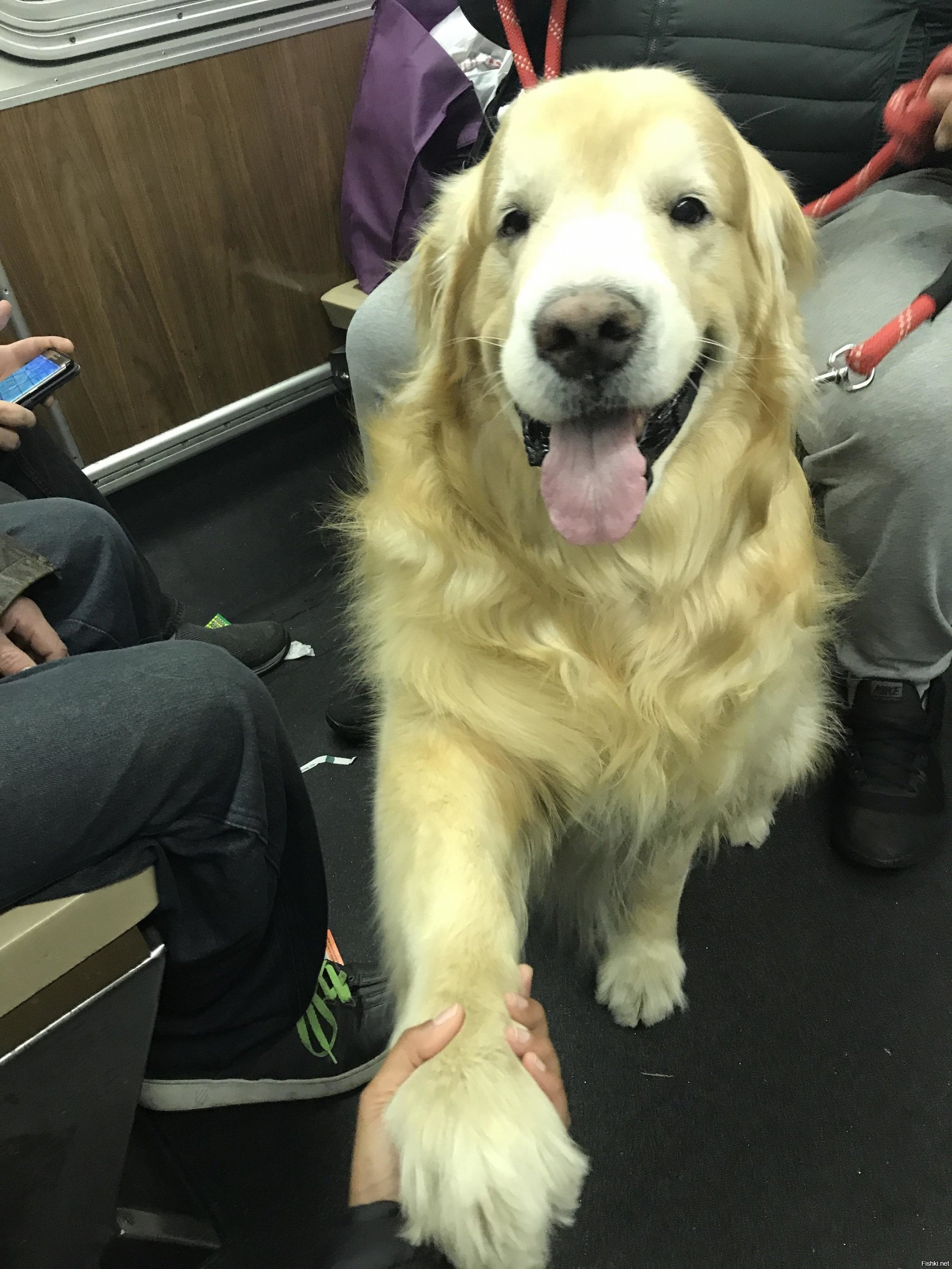 - Разрешите представиться, просто хороший  мальчик