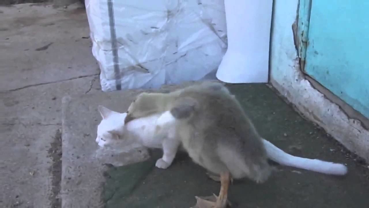 гусь коту-не товарищ