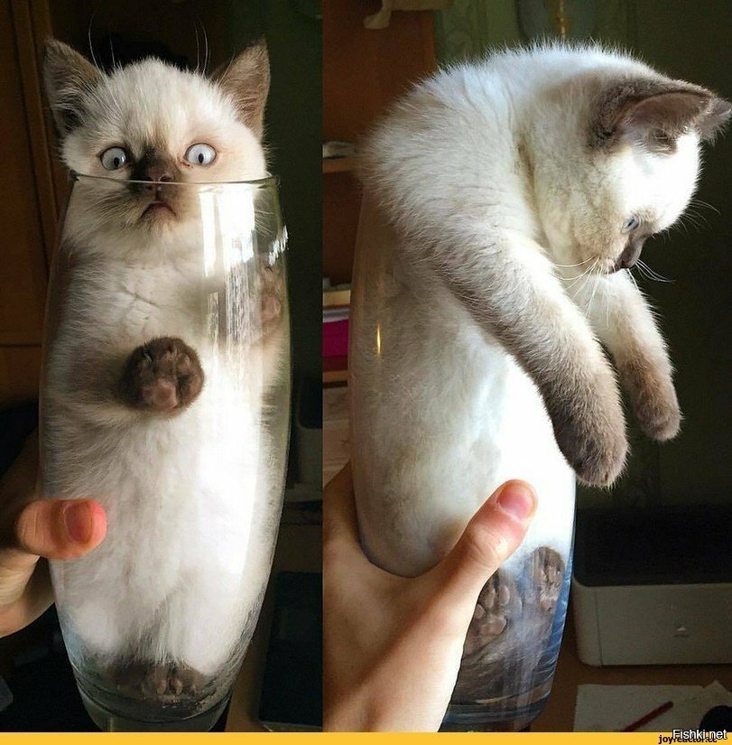 Ещё одно доказательство того, что коты - это жидкость 