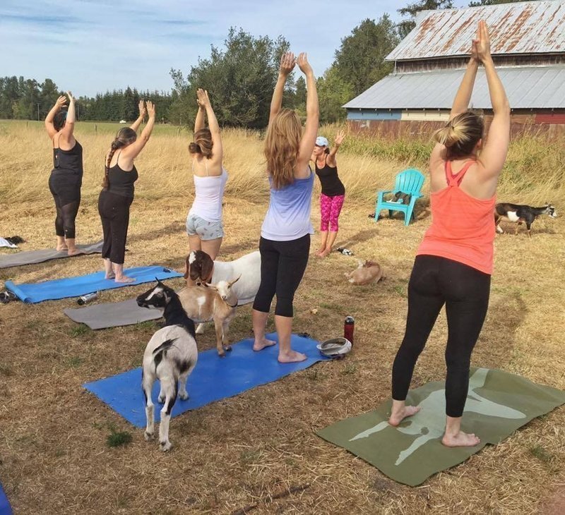 Оззи Осборн и Кейт Бекинсейл туда же: на Западе набирает популярность йога с козами