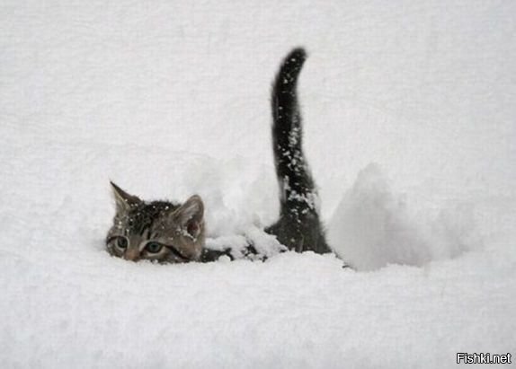 Подснежник