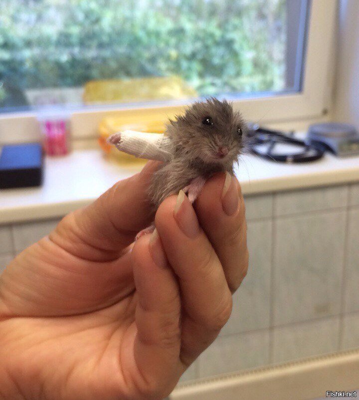 Коту навалял