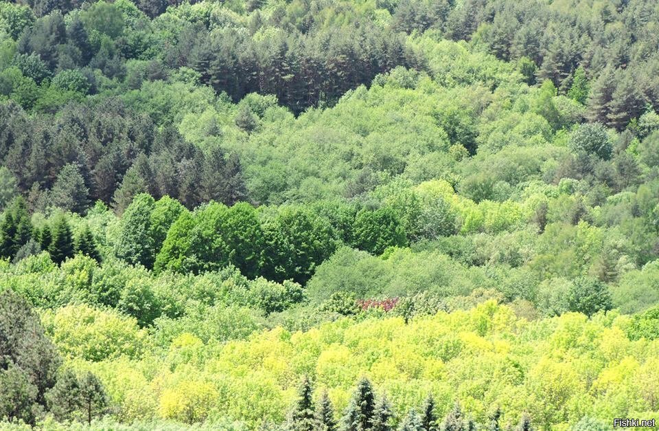 Оттенки зелёного